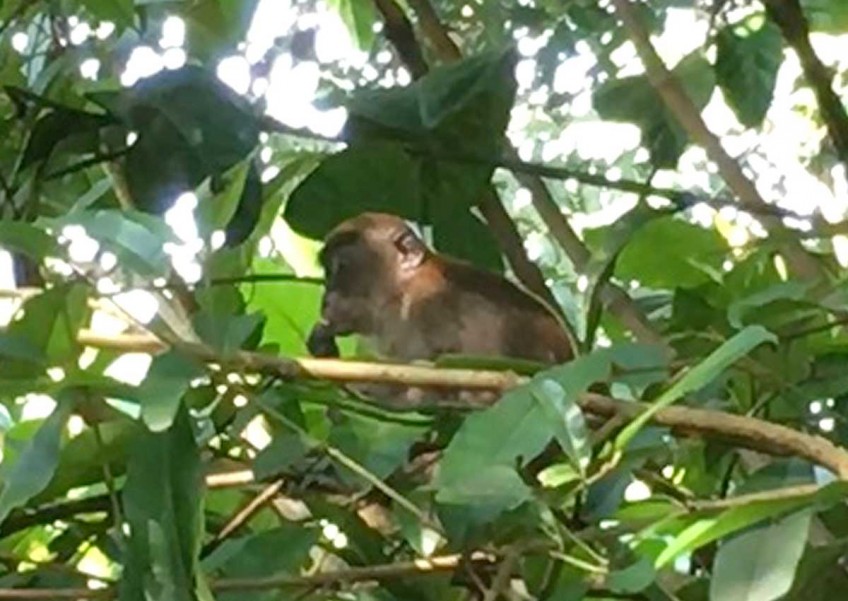 Petition to move monkey from Kent Ridge Park to UK gets over 2,800 signatures