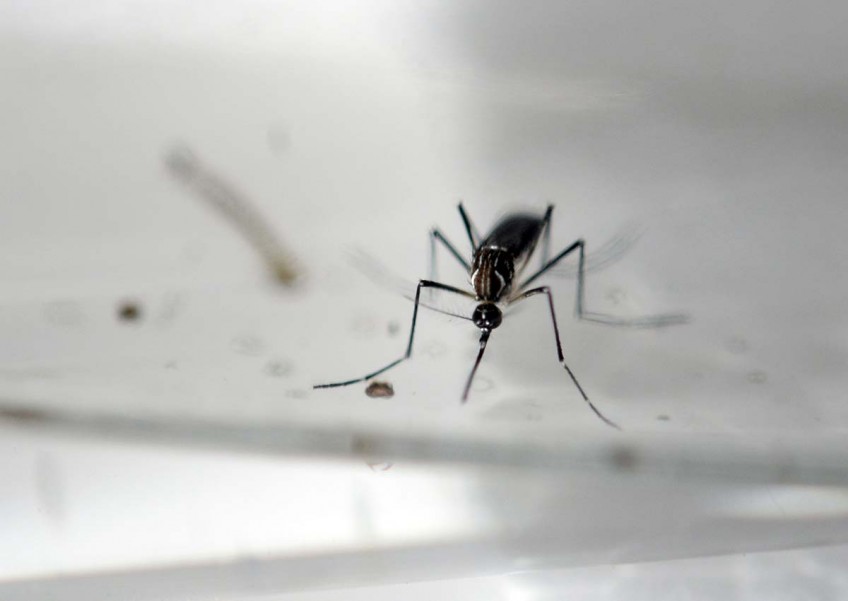 Thailand wary as more Zika cases reported