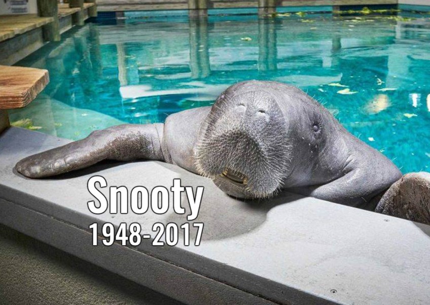 Snooty, world's oldest known manatee, dies in aquarium accident