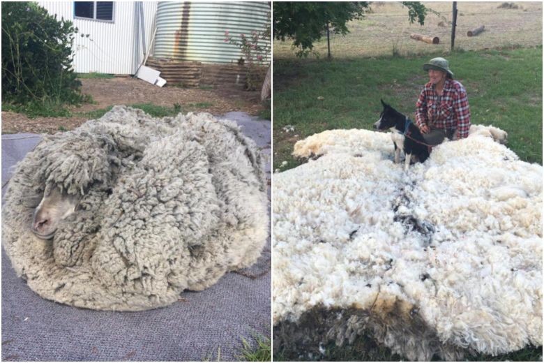 Shaggy sheep in Australia finally gets a shave, farmer ends up with 30kg fleece