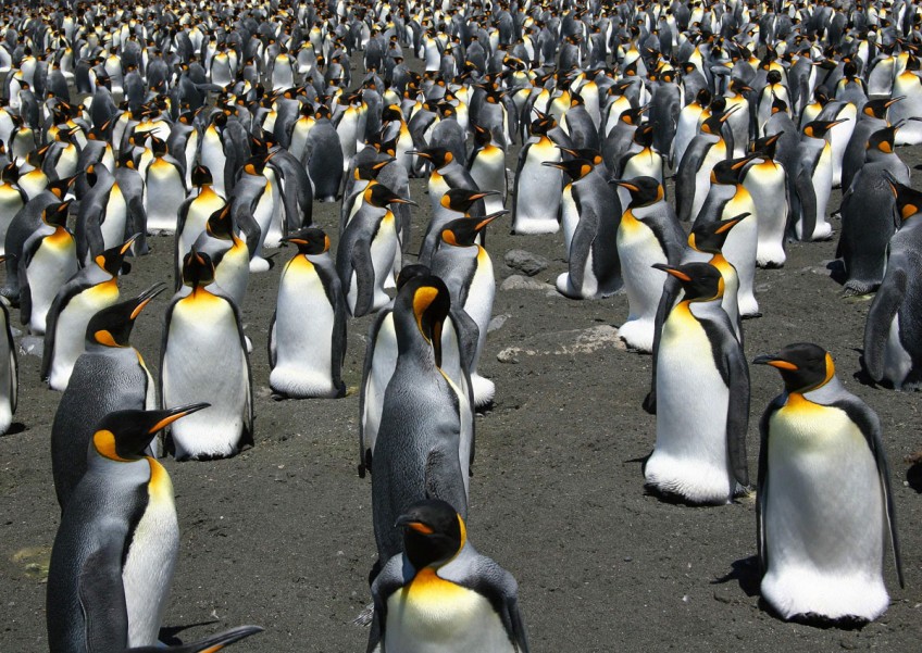 World's biggest king penguin colony shrinks 90 per cent