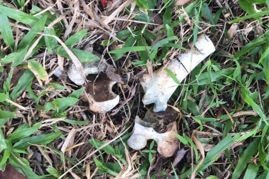 Photographer finds 'human-like' bones near Braddell home, police looking into matter