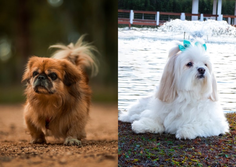 5 HDB-approved dogs for your lifestyle
