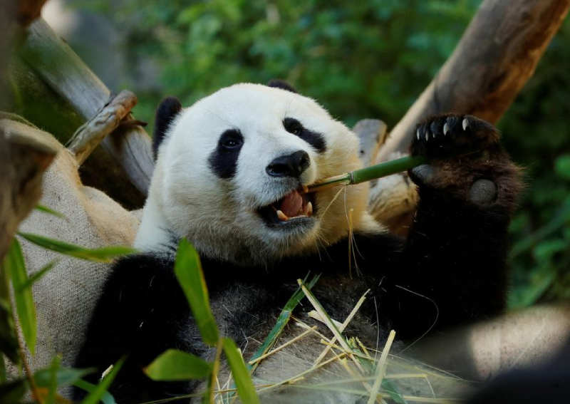 For pandas, it's been 2 'thumbs' up for millions of years