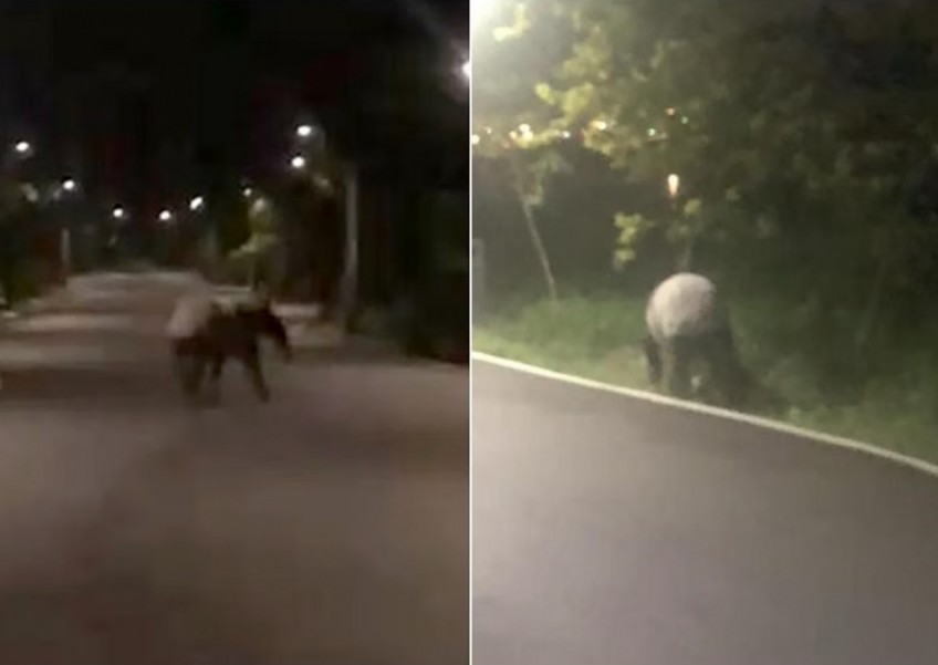 Animal crossing: Tapir spotted in Punggol likely swam over from Malaysia, Acres says