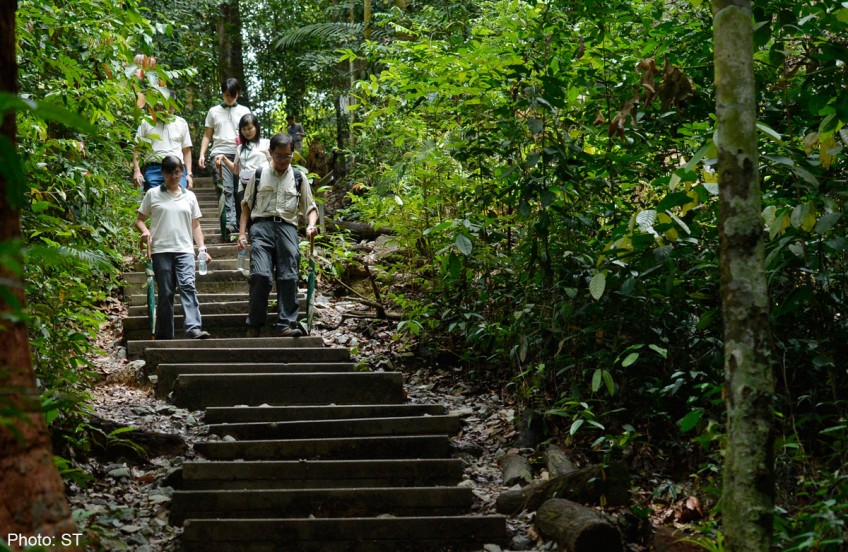 Repairs 'good for Bukit Timah Nature Reserve'