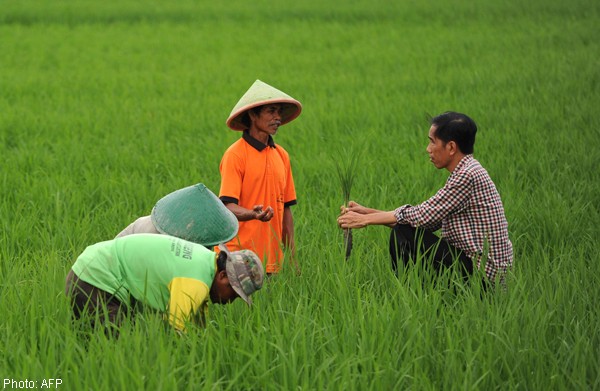 Indonesia Presidention Election 2014: Candidates cultivating support of farmers 
