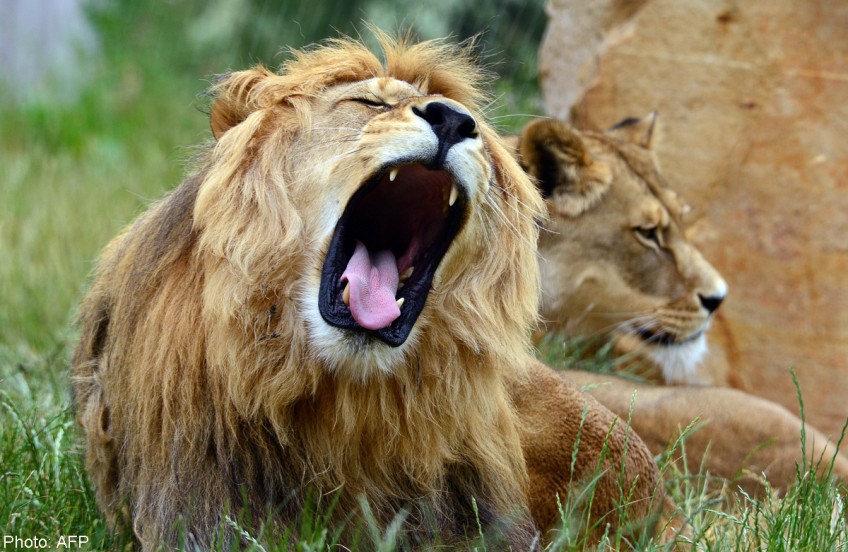 Guide denies blame after US tourist killed by lion