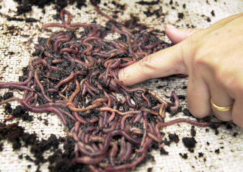 Earthworms have epic sex and grow to huge sizes