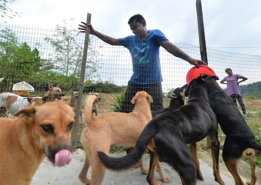 S'pore couple spend $8,000 a month to house 450 dogs in Johor Baru shelter