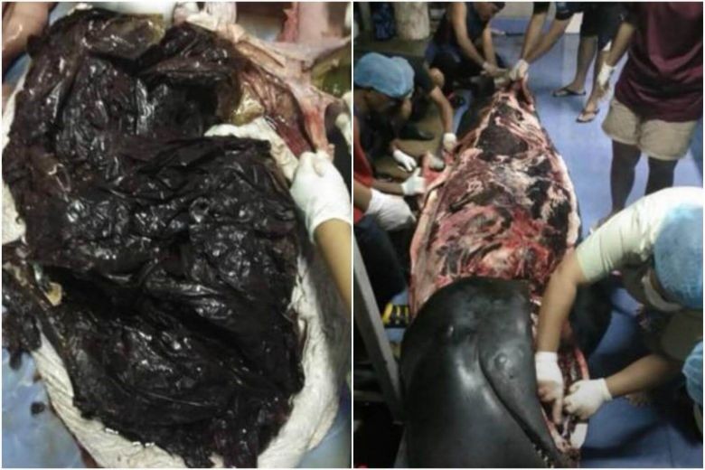 Whale dies in Thailand after swallowing 80 plastic bags