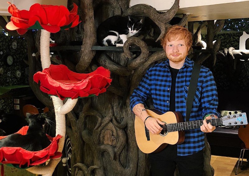 Ed Sheeran waxwork unveiled at London cat cafe
