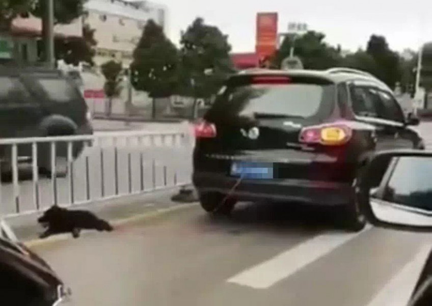 Man in China 'drags new adopted dog with car due to its smell'