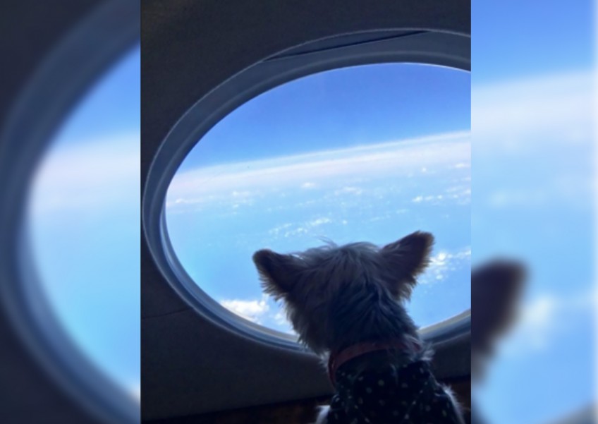 Pet-owners pay $16,000 for private jet to be reunited with furkids during India lockdown