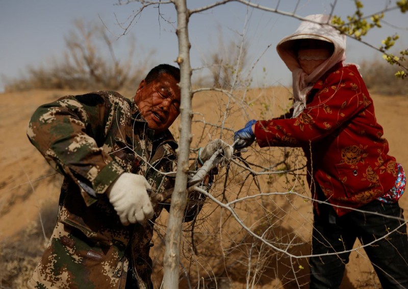 China farmers push back the desert - 1 tree at a time