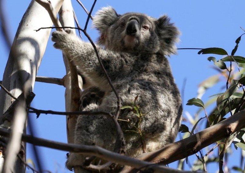 Australia may list east coast koalas as endangered 