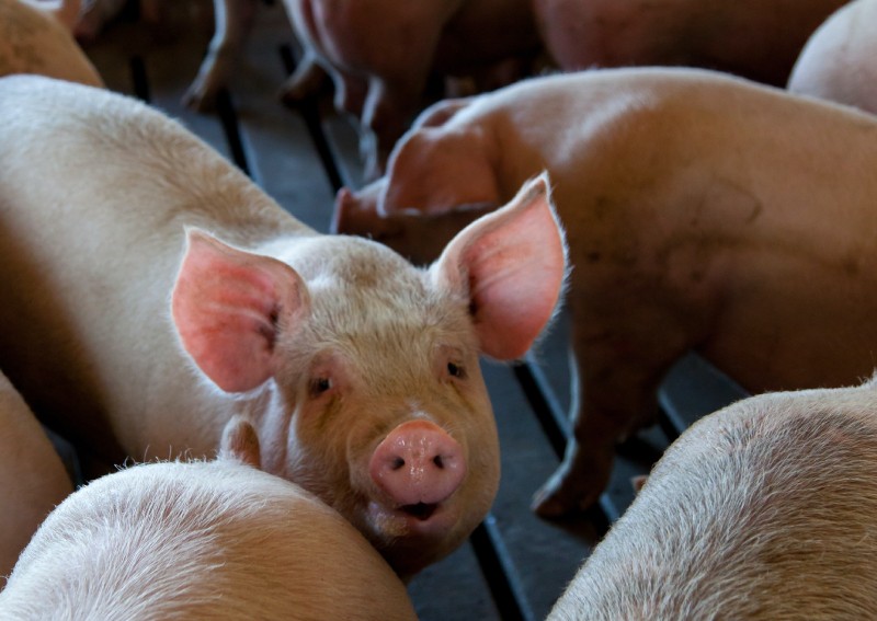 Chinese scientists produce world's first pigs cloned entirely by robot,  China News - AsiaOne