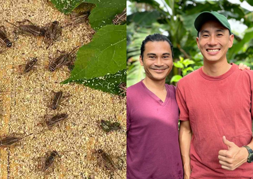 A bug's life: A sneak peek at sustainable cricket farming in Singapore