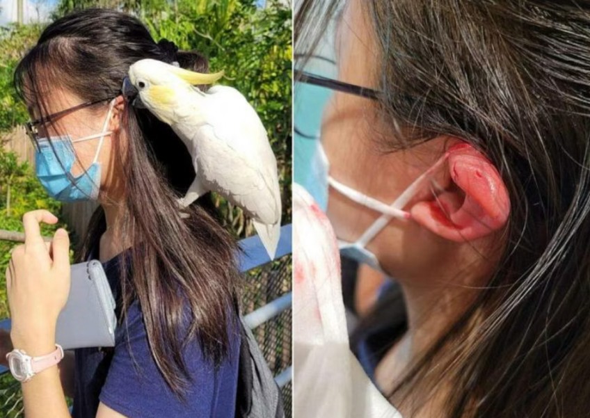 More fowl play: Teenage girl's ear left bleeding after cockatoo in Bird Paradise pecks
