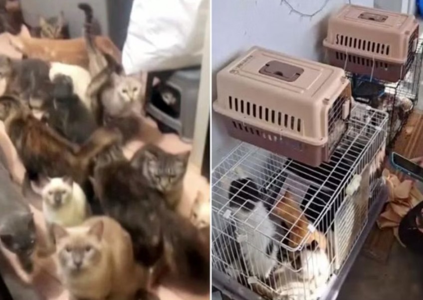 Rescuers plead burnout as over 400 cats found in pet hoarding cases so far in 2023