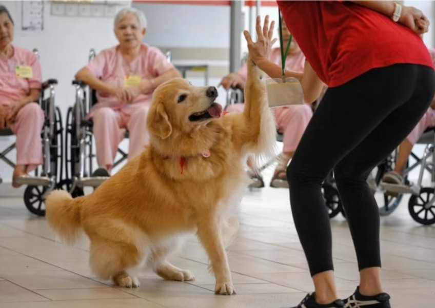 Sayang Squad: Dancing dogs bring smiles to nursing home residents' faces