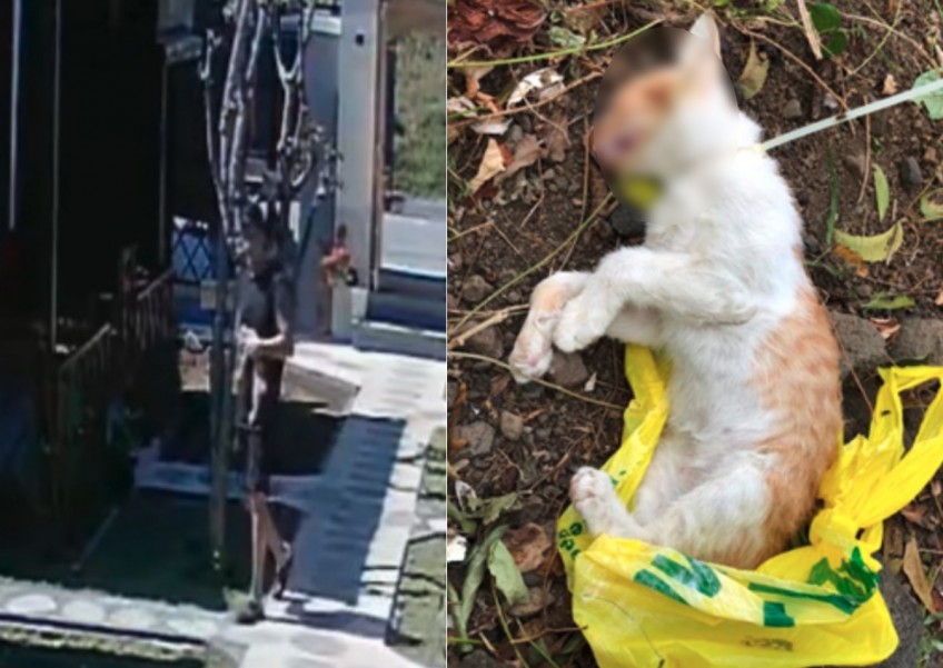 'Senseless act of cruelty': Former nurse in Singapore accused of strangling kitten in Bali with cable tie