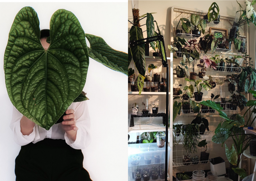 This woman has 300 plants at home, and this is how she keeps them all without a mess