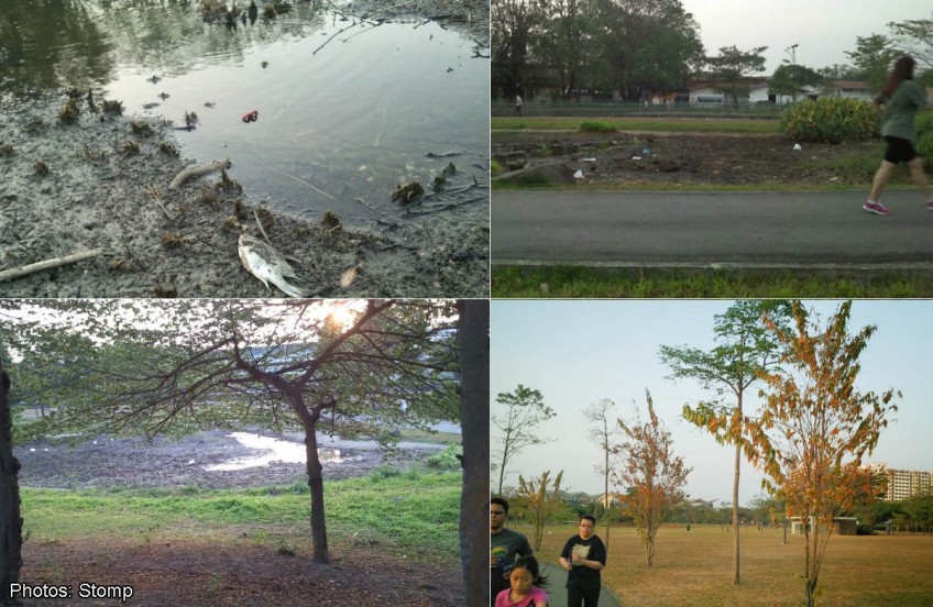 Fish struggling to survive as dry spell takes a toll on Jurong Central Park pond