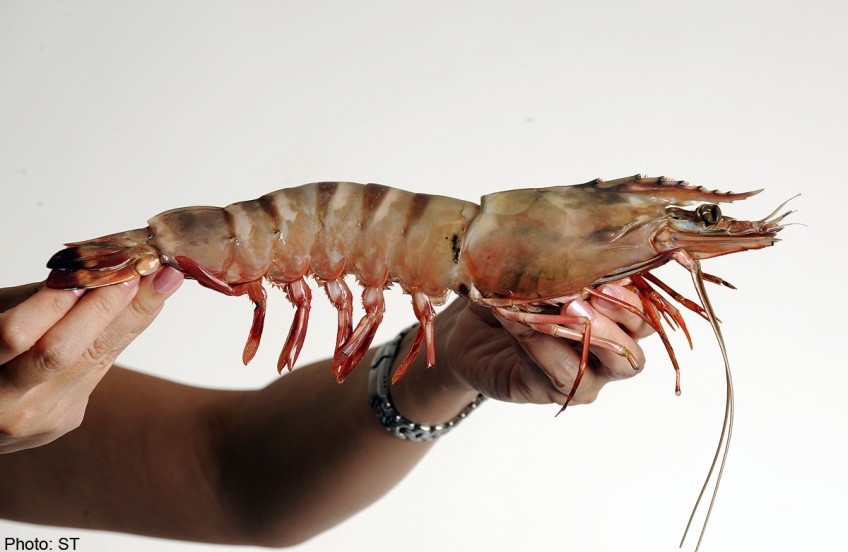 Fishy Aussie nabbed for stealing prawns