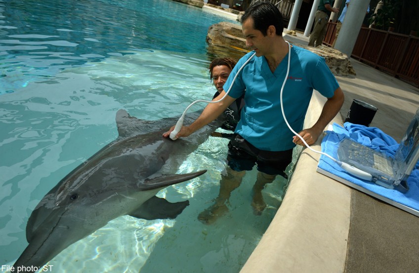 Resorts World Sentosa partners US university researchers to analyse mercury levels in dolphins
