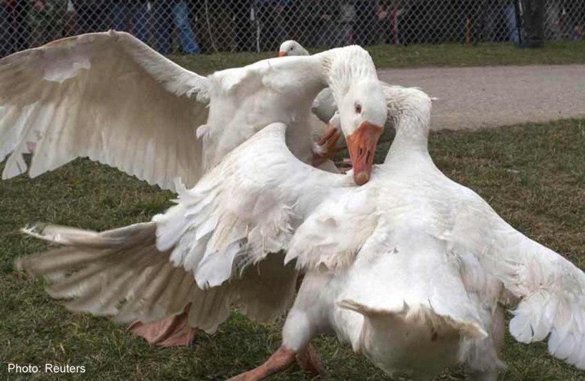 Male geese fight for the affections of the females