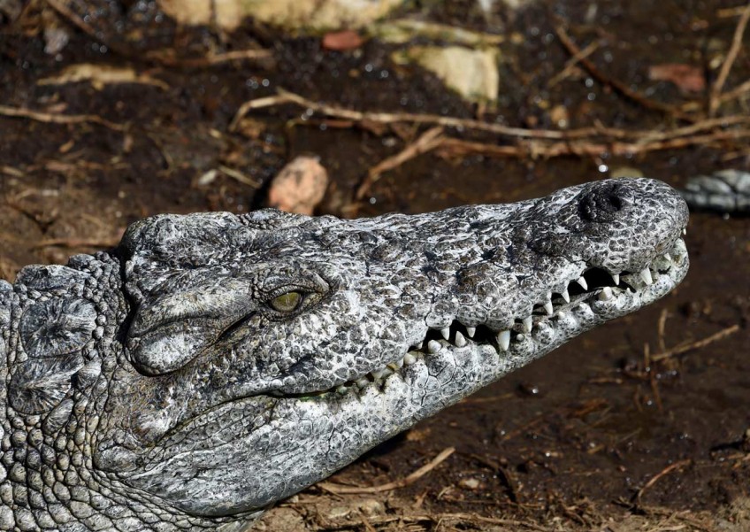 Teen bitten by crocodile after jumping into infested waters on a dare