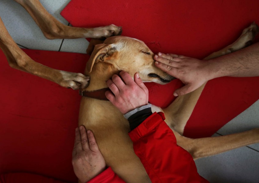 Puppy love: therapy pooches bring peace of mind at Spanish psychiatric centre