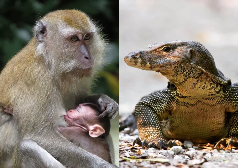World Wildlife Day: If you come face to face with these critters, how ah?