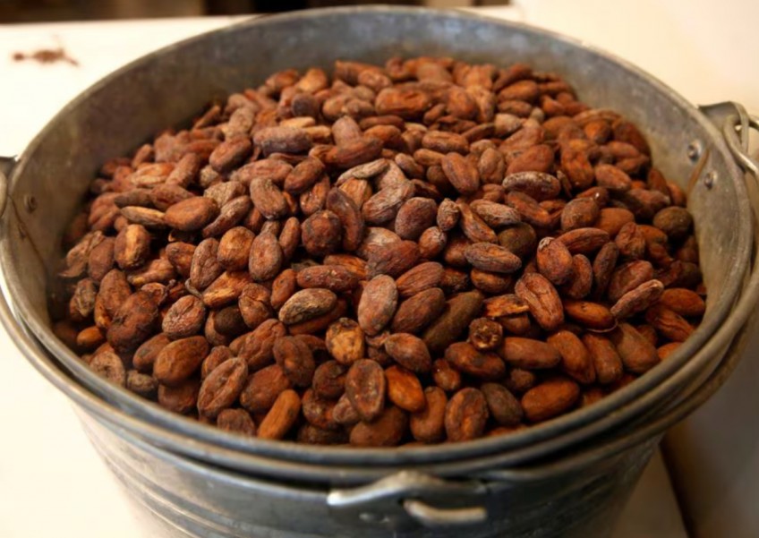 Hey, chocolate lovers: New study traces complex origins of cacao