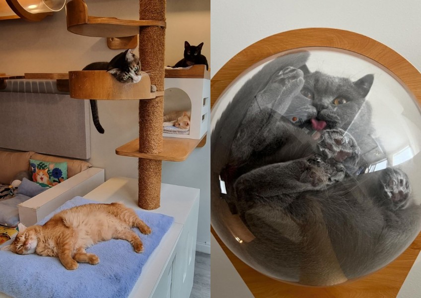 Cat-ification guide: How much does it cost to create a cat-friendly home?