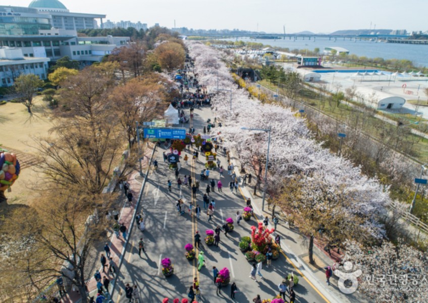 Chasing cherry blossoms in South Korea: Where to see sakura blooms in Seoul, Jinhae, Jeju, and more