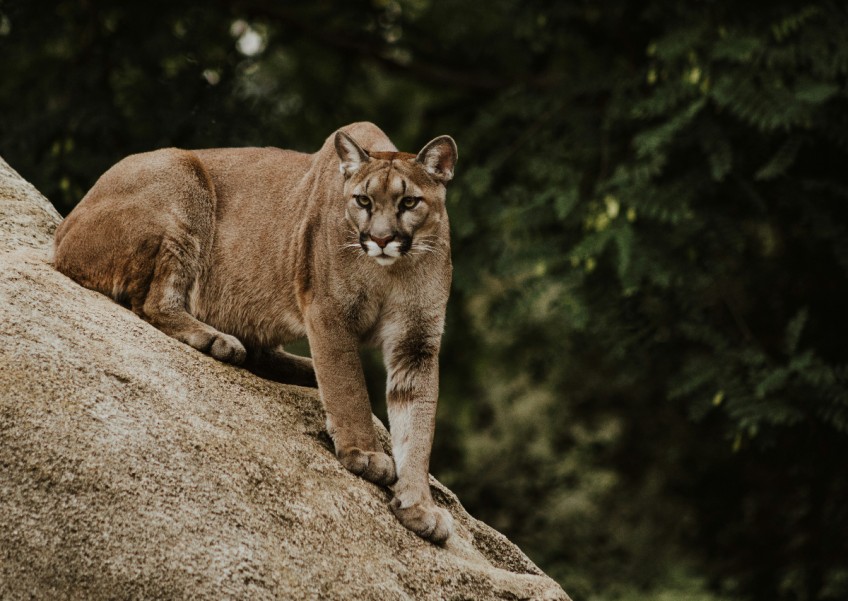 Mountain lion kills man, injures brother in rare California fatal attack