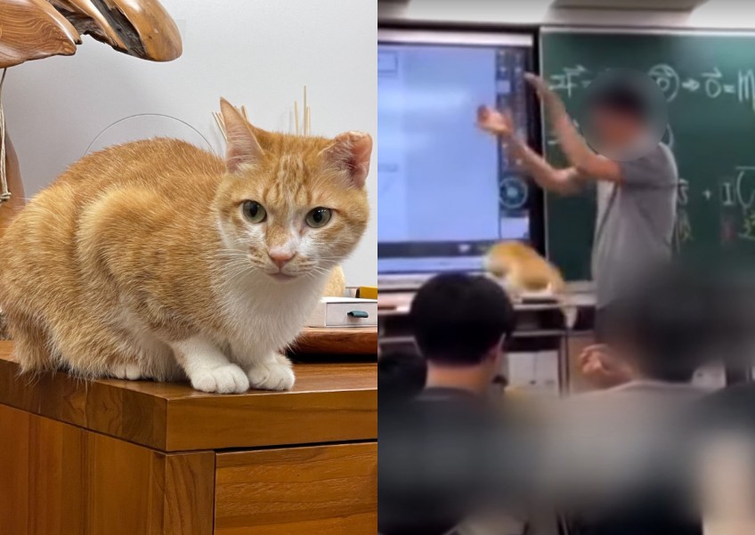 Science experiment gone wrong: Taiwan teacher under fire for deliberately dropping cat on classroom floor