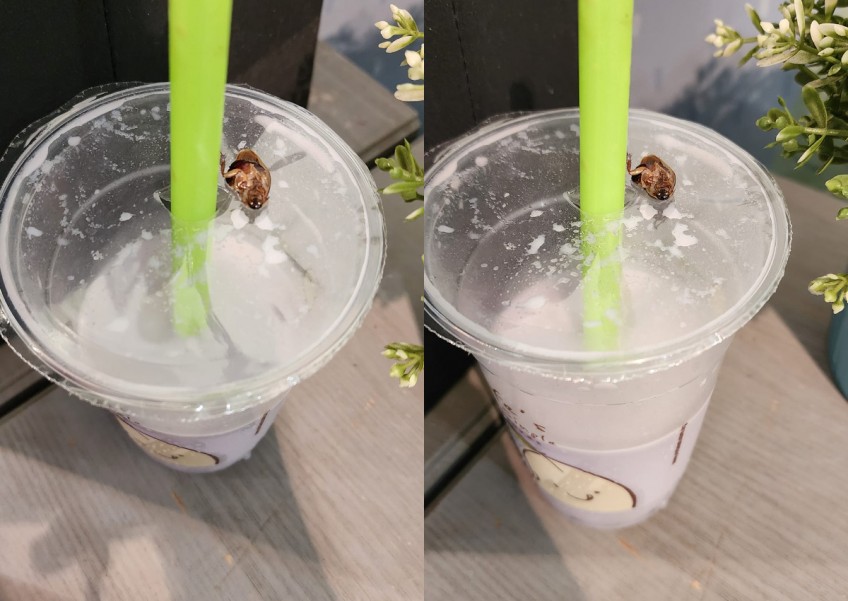 'Sucked in something with a crunch': Woman horrified by cockroach in soy bean drink