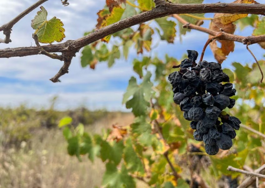 Australian farmers rip out millions of vines amid wine glut