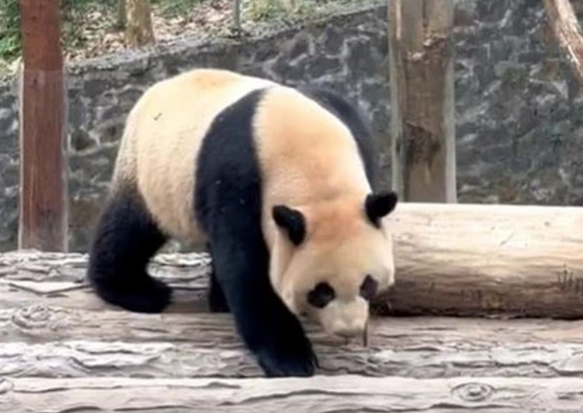 'Sichuan offers a bamboo buffet': Singapore-born panda cub Le Le makes 1st public appearance in China
