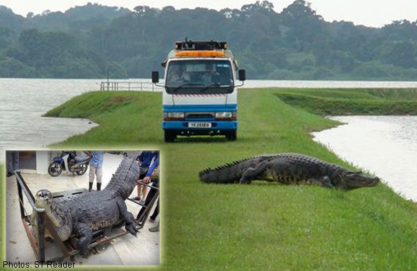 PUB probing crocodile's death