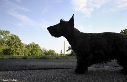 Bush's dog, Miss Beazley, dies after battle with lymphoma