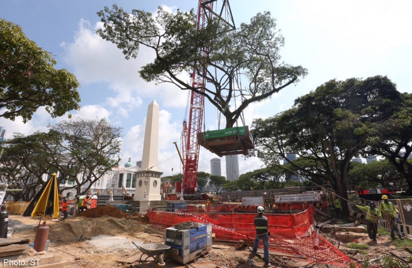 90-tonne raintree transplanted to Civic District