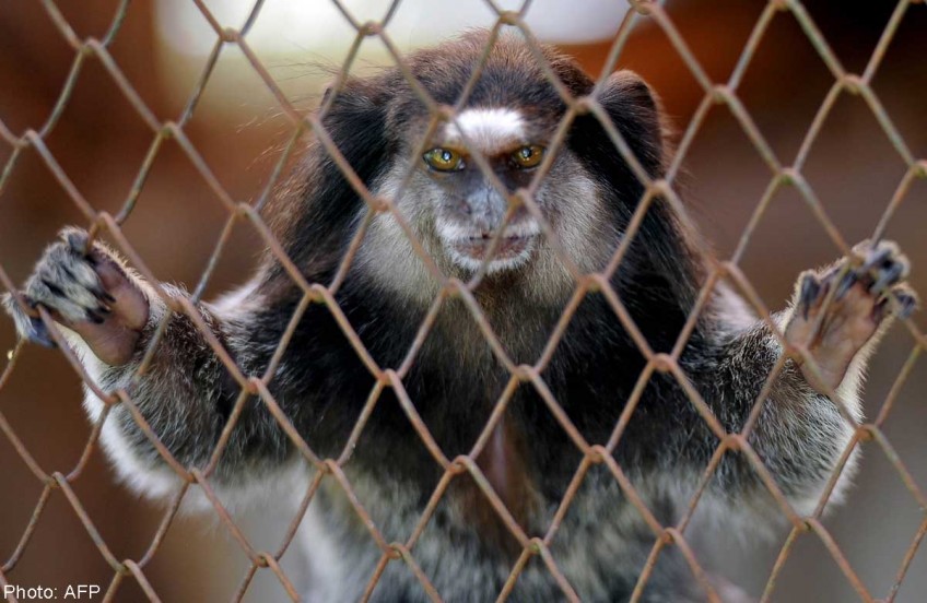 Nationwide hunt on for 17 rare monkeys stolen from French zoo