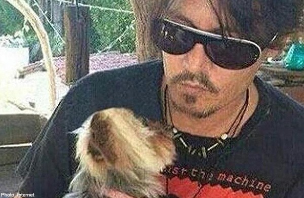 Johnny Depp's dogs fly home after quarantine wrangle