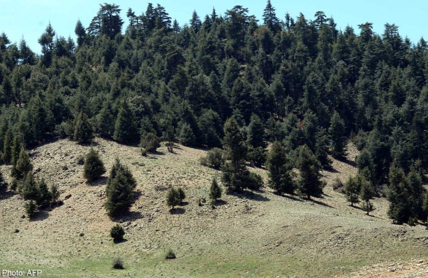Morocco's majestic cedars threatened by climate change