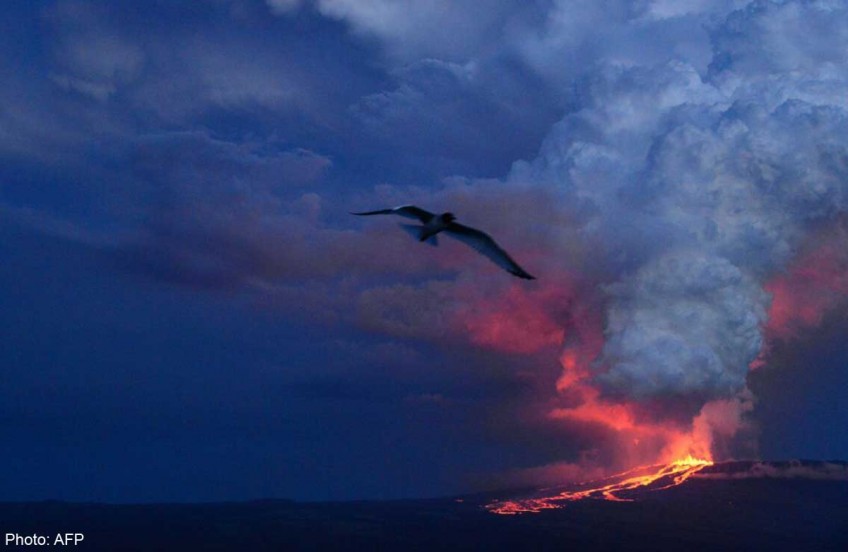 Volcano erupts in Galapagos Islands, home to unique pink iguanas