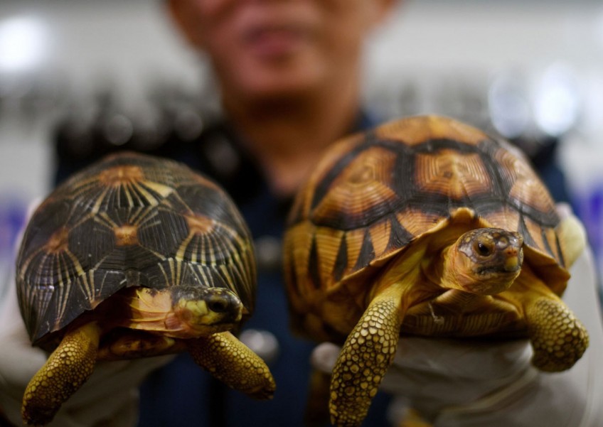 Malaysia seizes smuggled tortoises worth $400,000